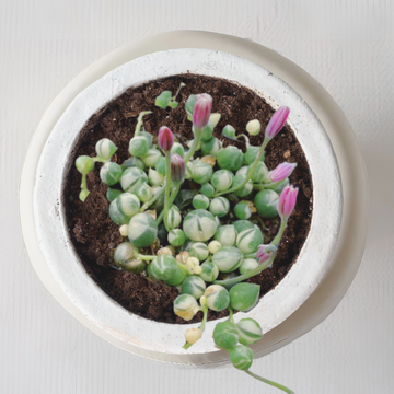 Variegated string of pearls succulent